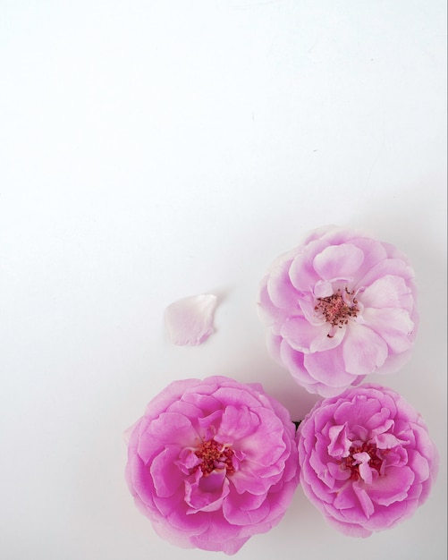 Pink roses with buds on a white background 