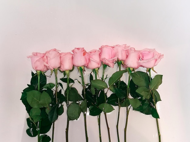 Pink roses with green leaves on a white background in a row for background, advertising, banner.