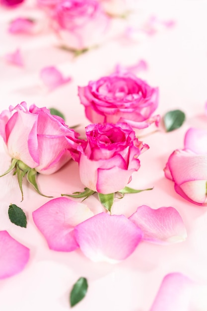 Photo pink roses