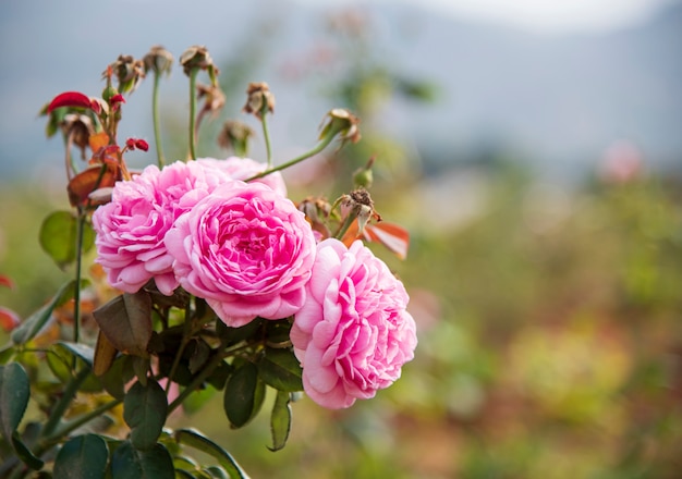 Pink roses