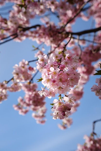 Pink sakura blossoms close up sot of cherry blossoms