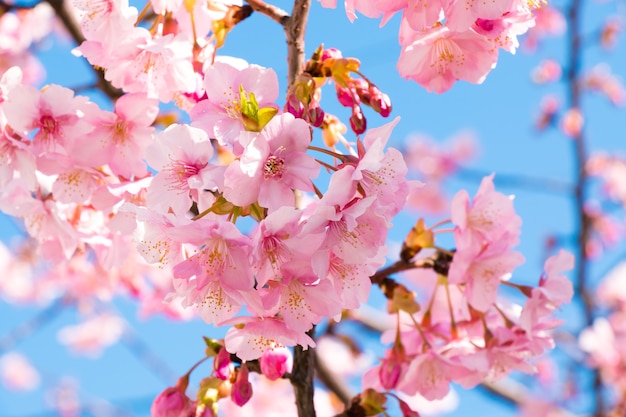 Pink Sakura, Cherry Blossom, is  the most beautiful flower