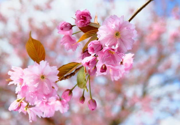 Pink sakura cherry blossoms Closeup on twigs with flowers on bright day with blue sky behind