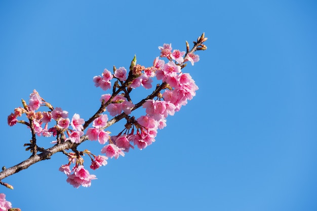 Pink sakura flower against blue sky with copyspace for text.