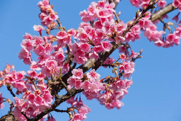 Pink sakura flower against blue sky