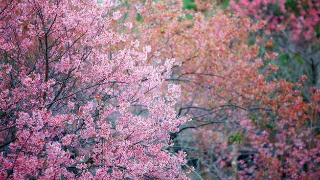 Pink sakura flower or Cherry Blossom Path through a beautiful road in soft light