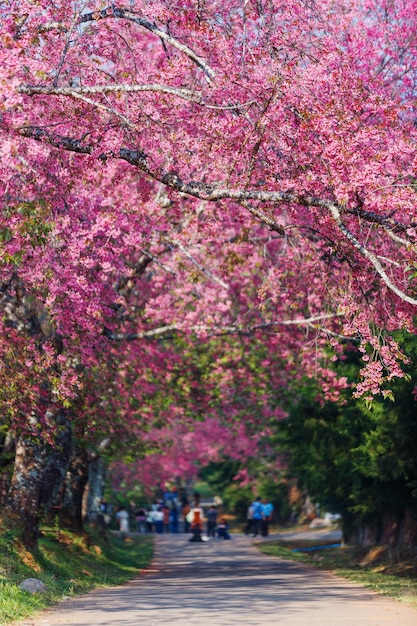 Pink sakura flower or Cherry Blossom Path through a beautiful road in soft light