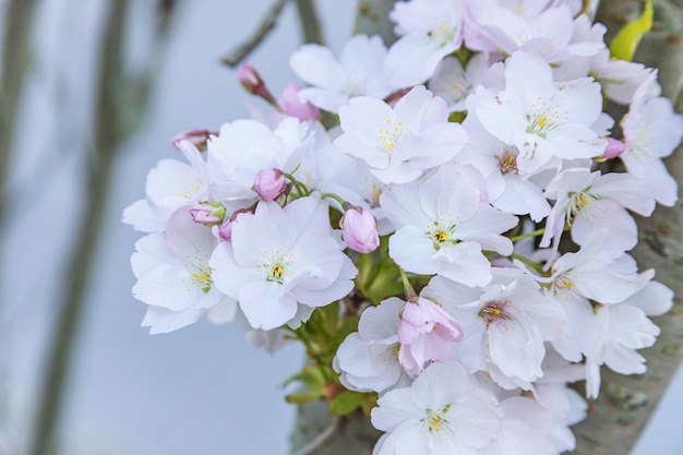 Pink sakura flower, Cherry blossom tree in park.