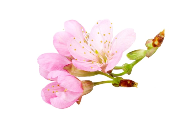 Pink sakura flower isolated white background.