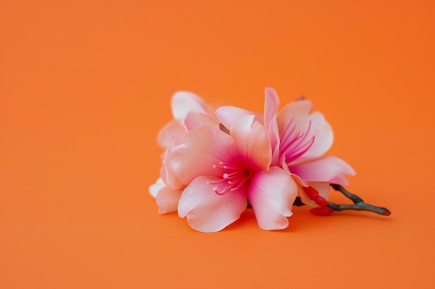 Pink sakura flower on orange background Spring and summer concept