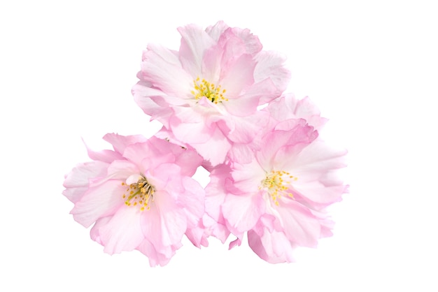 Pink sakura flowers isolated on white background