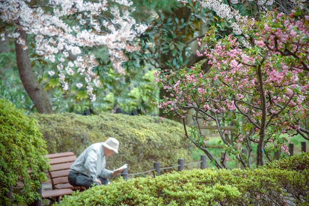 Pink Sakura is beautiful flower, blossom in Japan.