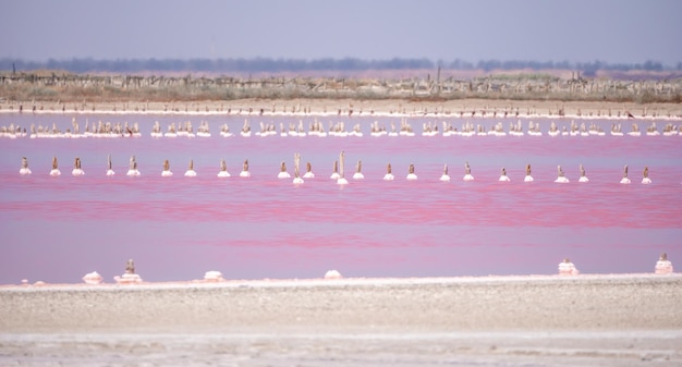 Pink salt cristales natural pink salt lake texture salt mining extremely salty pink lake colored by