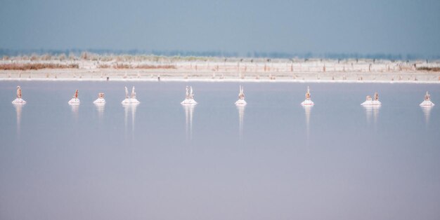 Pink salt cristales natural pink salt lake texture salt mining extremely salty pink lake colored by