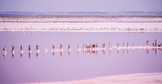 Pink salt cristales Natural pink salt lake texture Salt mining Salty pink lake with crystals of salt Extremely salty pink lake colored by microalgae with crystalline salt depositions