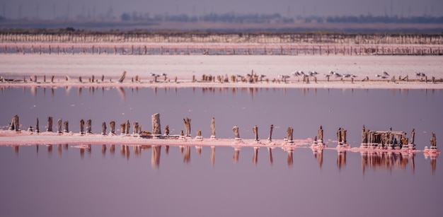 Pink salt cristales natural pink salt lake texture salt mining salty pink lake with crystals of salt