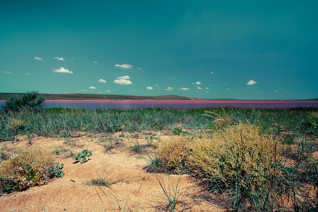 Pink salt lake in the steppe on a summer sunny day