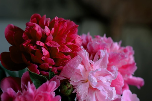 Pink shades peonies with drops of water on petals horizontal photo