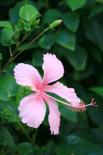 Pink Shoe Flower or Hibiscus or Chinese rose or Hibiscus rosa