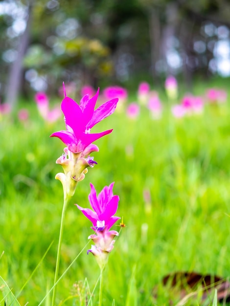 Pink Siam Tulip field sweet color pedals flower surrounded with green field in Thailand