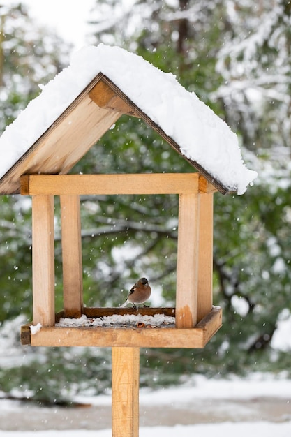 Pink songbird sitting in a feeder in winter lat chloris chloris is a small passerine bird of the fin