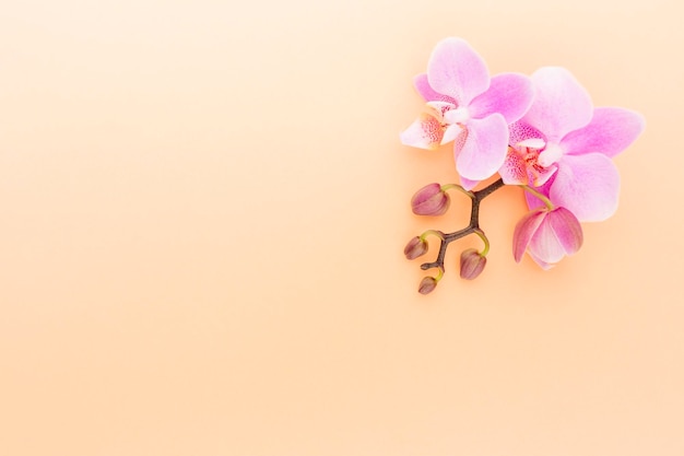 Pink spa orchid theme objects on pastel background