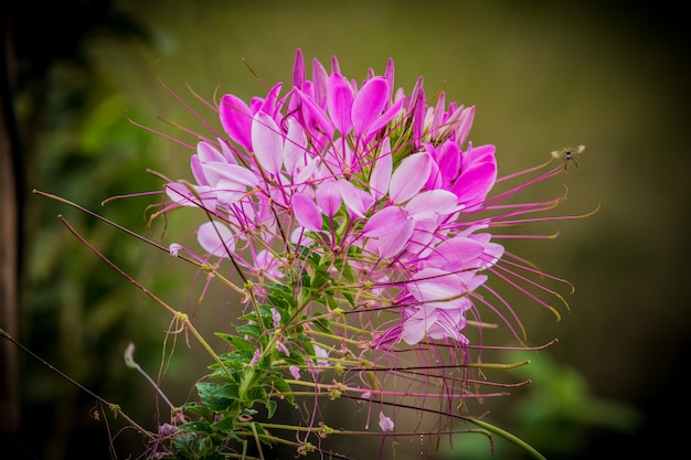 Pink Spider flower