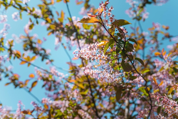 Pink spring flowers blooming on trees against a blue sky background