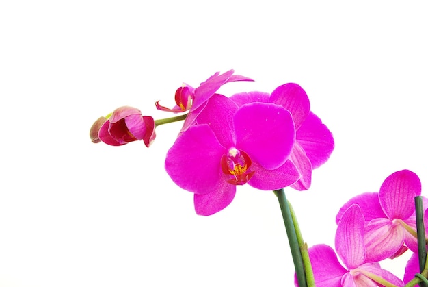 Pink stem of orchids isolated on white