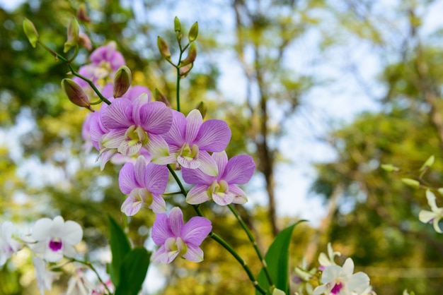 Pink streaked orchid flower