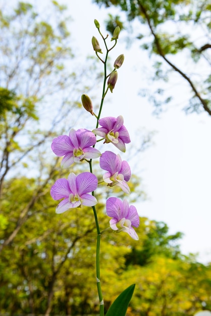 Pink streaked orchid flower