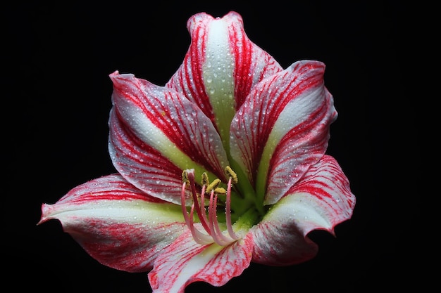 Pink stripes amaryllis flower on black background