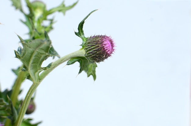 Pink sylibum flower for background