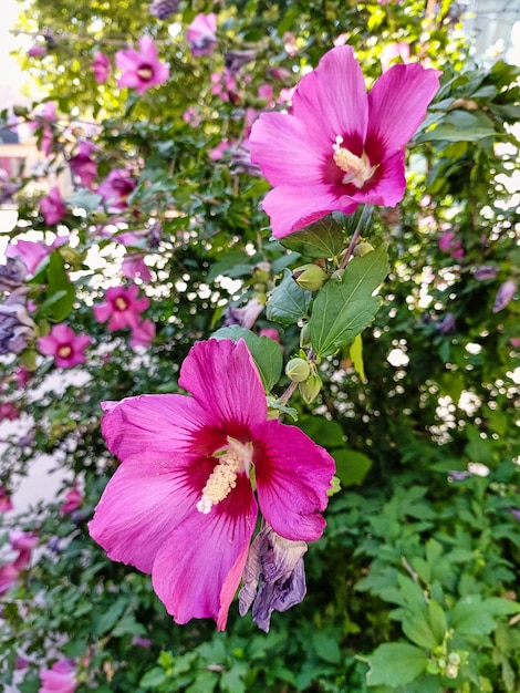 Pink syrian hibiscus Bright floral and summer background A flowering hibiscus bush in summer