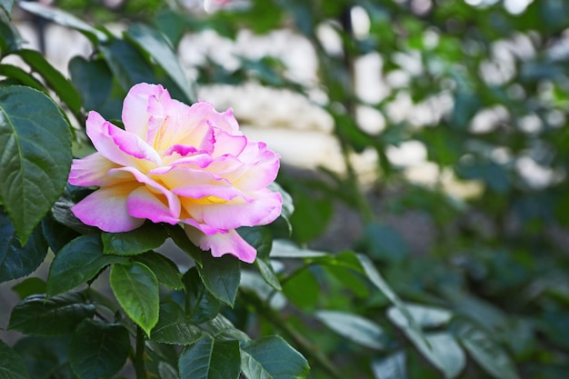 Pink tea roses in a garden