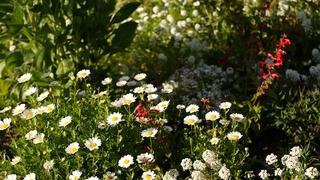 Pink tender daisy flower blossom, delicate marguerite. Natural botanical close up background. Wildflower bloom in spring morning garden or meadow, home gardening in California, USA. Springtime flora.