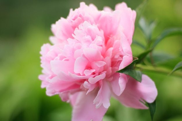 pink terry peony in the foreground, against the background of many bright spots of flowers, summer