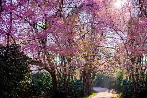 The pink thailand sakura flowers are blooming at Khun Chang Kian Chiengmai Thailand