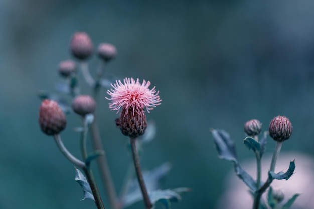 Pink thorny thistle flower on blue background Toned effect macro