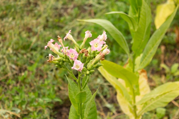 Pink tobacco flowers on tobacco plants Leaf tobacco plantation field