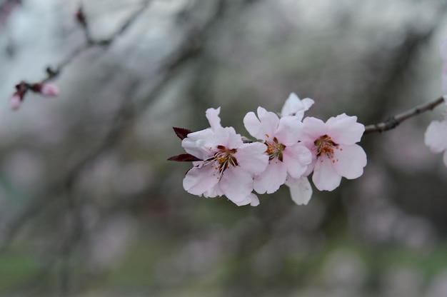 Pink tree blossom nature photo pastel pink petals spring