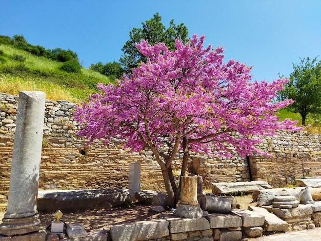 pink tree blue sky