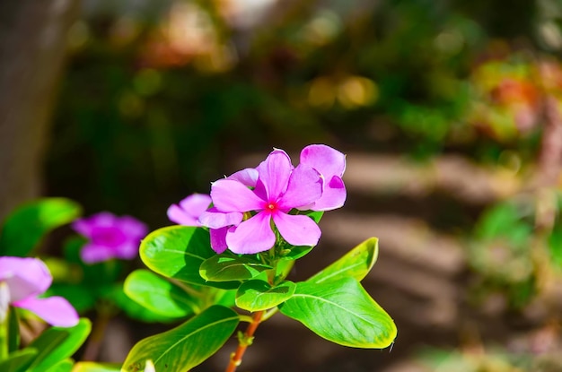 Pink tropical flowers bask under the rays of sunset