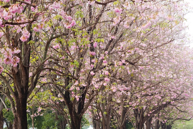 Pink trumpet tree (Bertol),sweet pink flower blooming in the garden