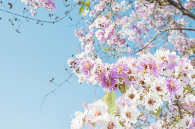 Pink trumpet tree with beauty flowers on blue sky