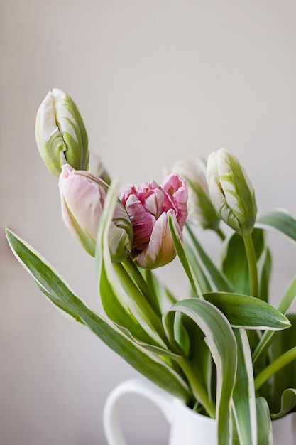 Pink tulip flower bouquet with green fresh stems in a white porcelain jar vase on a white wall background Vibrant colourful botany floral home decor idea