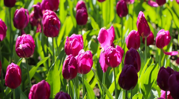 pink tulip flower illuminated by sunlight soft selective focus and large format