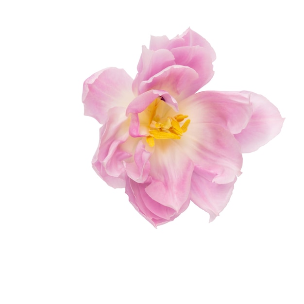 Pink tulip flower isolated on white background