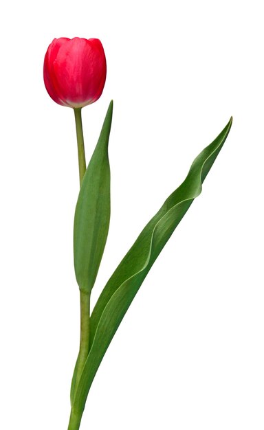 Photo pink tulip flower isolated on white background