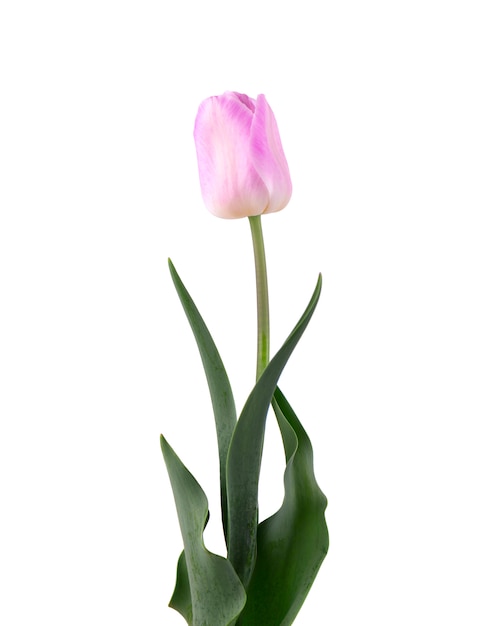 Pink tulip flower, isolated on white space. Spring Flower